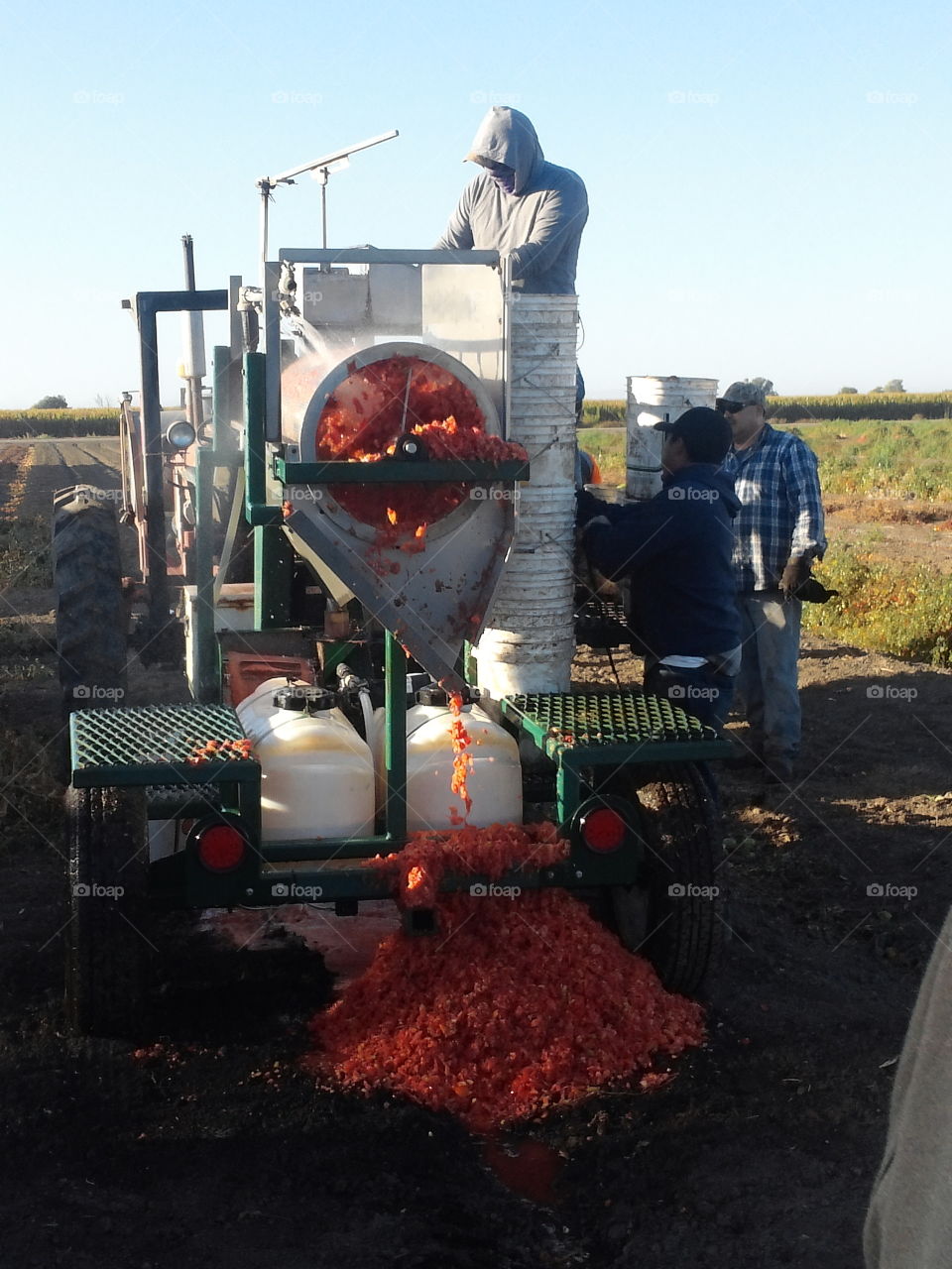 Harvesting Tomato seed