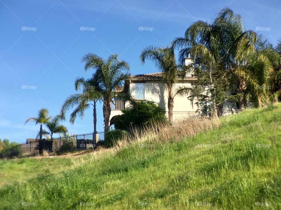 House with palm trees 