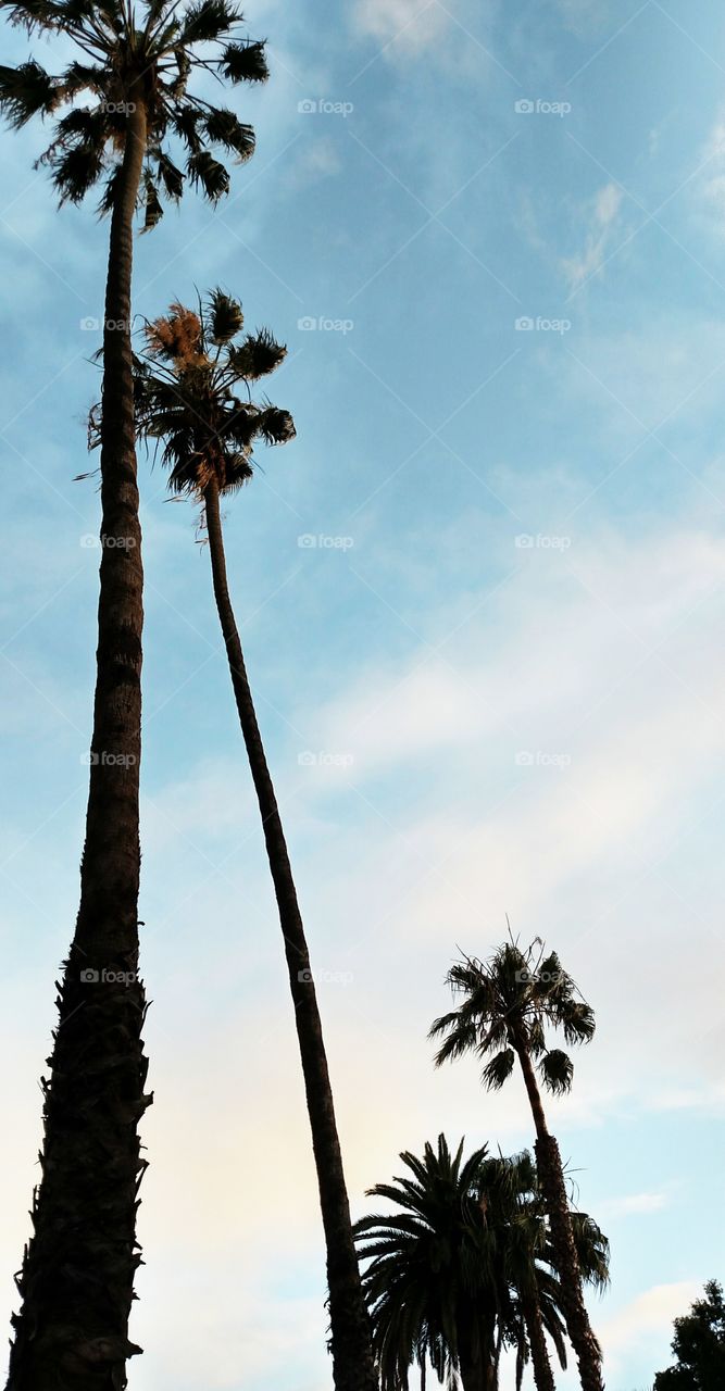 Los Lonely Palms