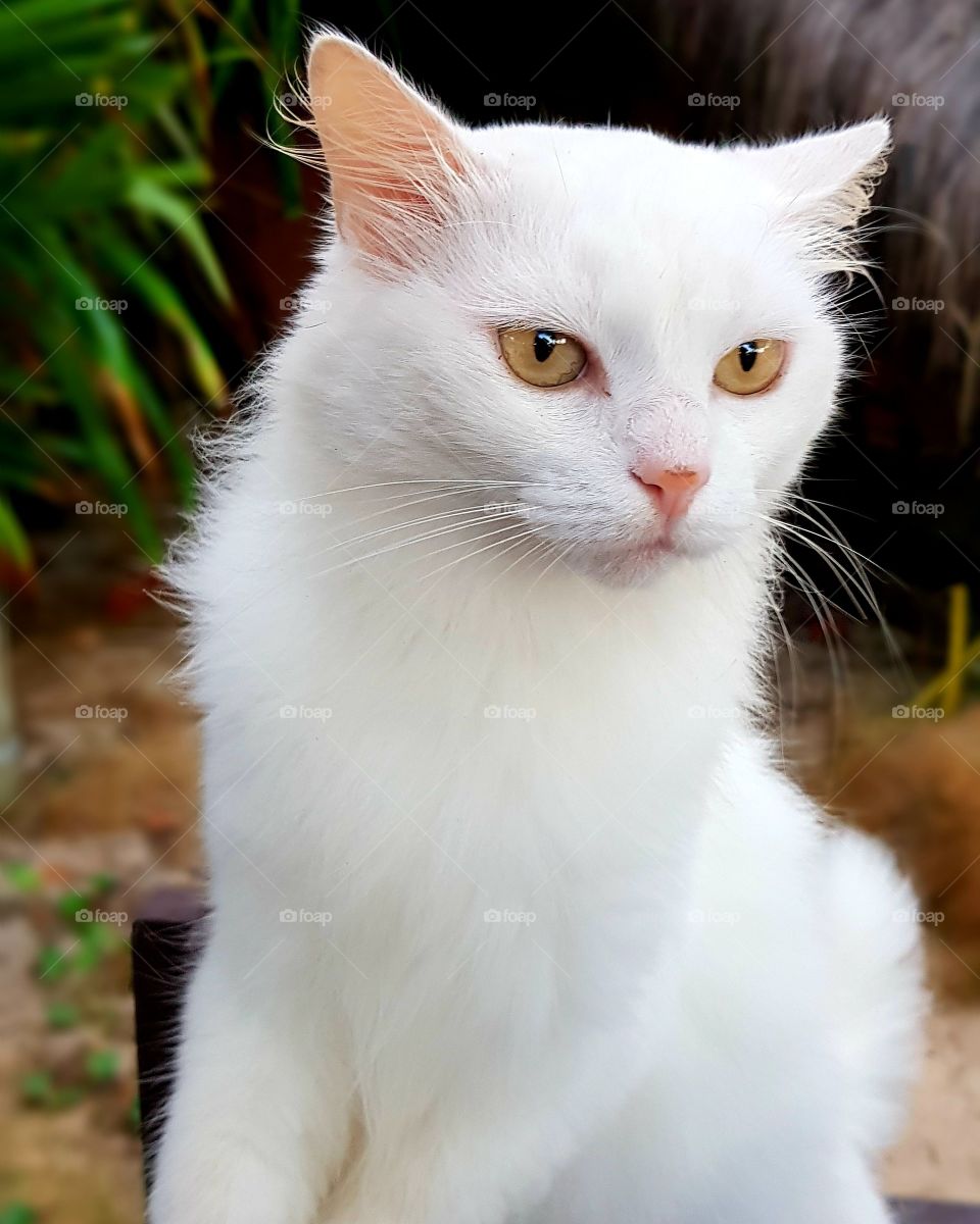 beauty, elegance and charm