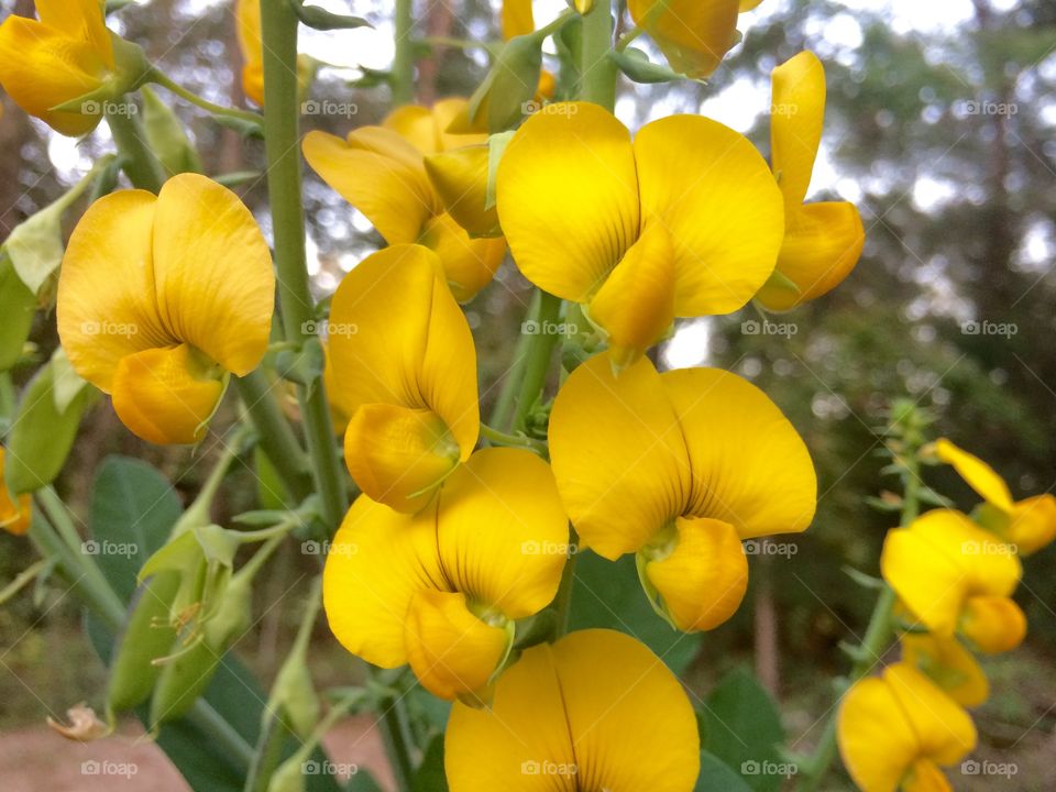 Fall flowers 