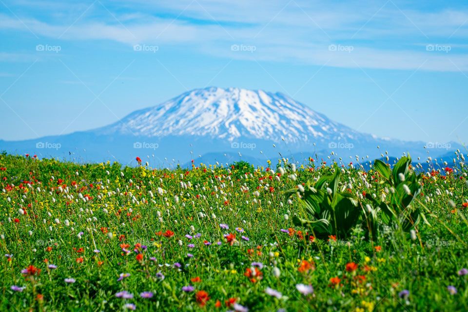 St. Helen’s and July Wildflowers 