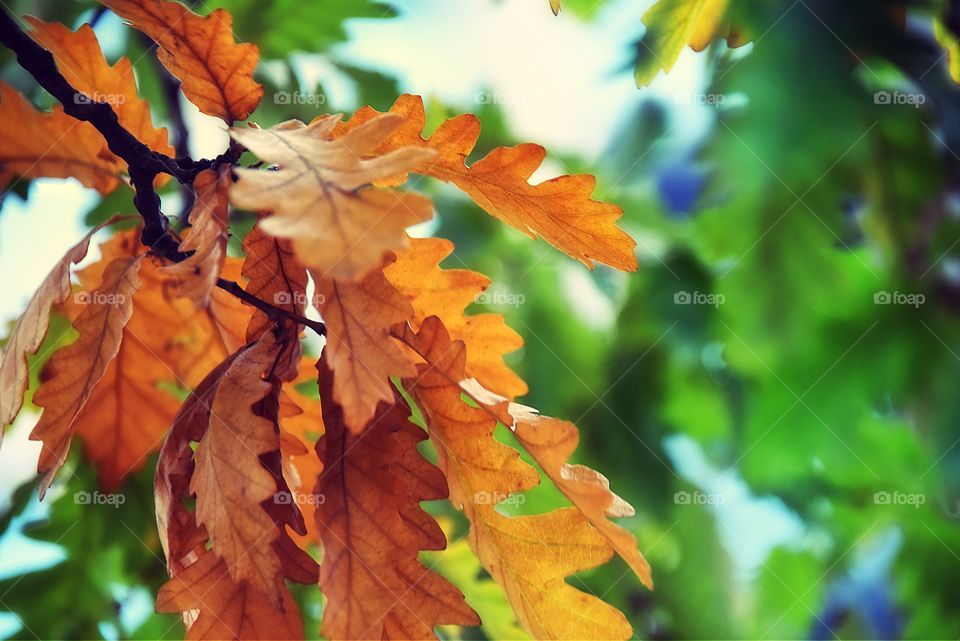 autumn