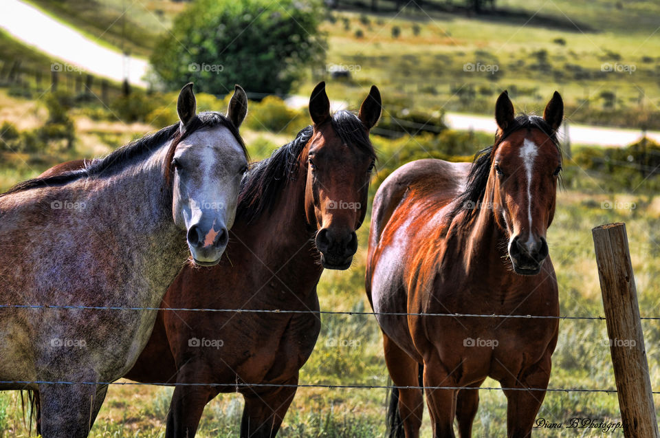 Three Horses. Equine photography