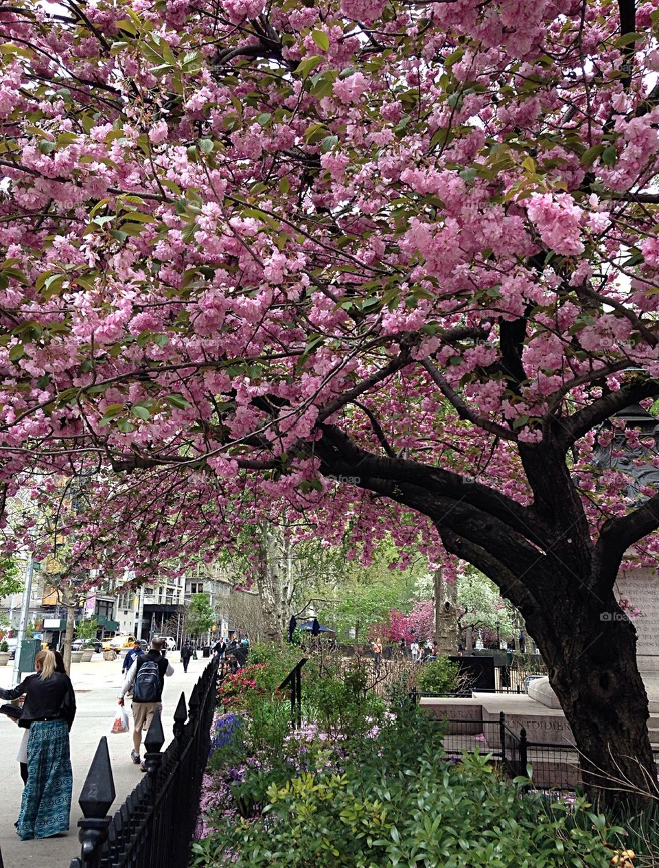 Cherry blossoms