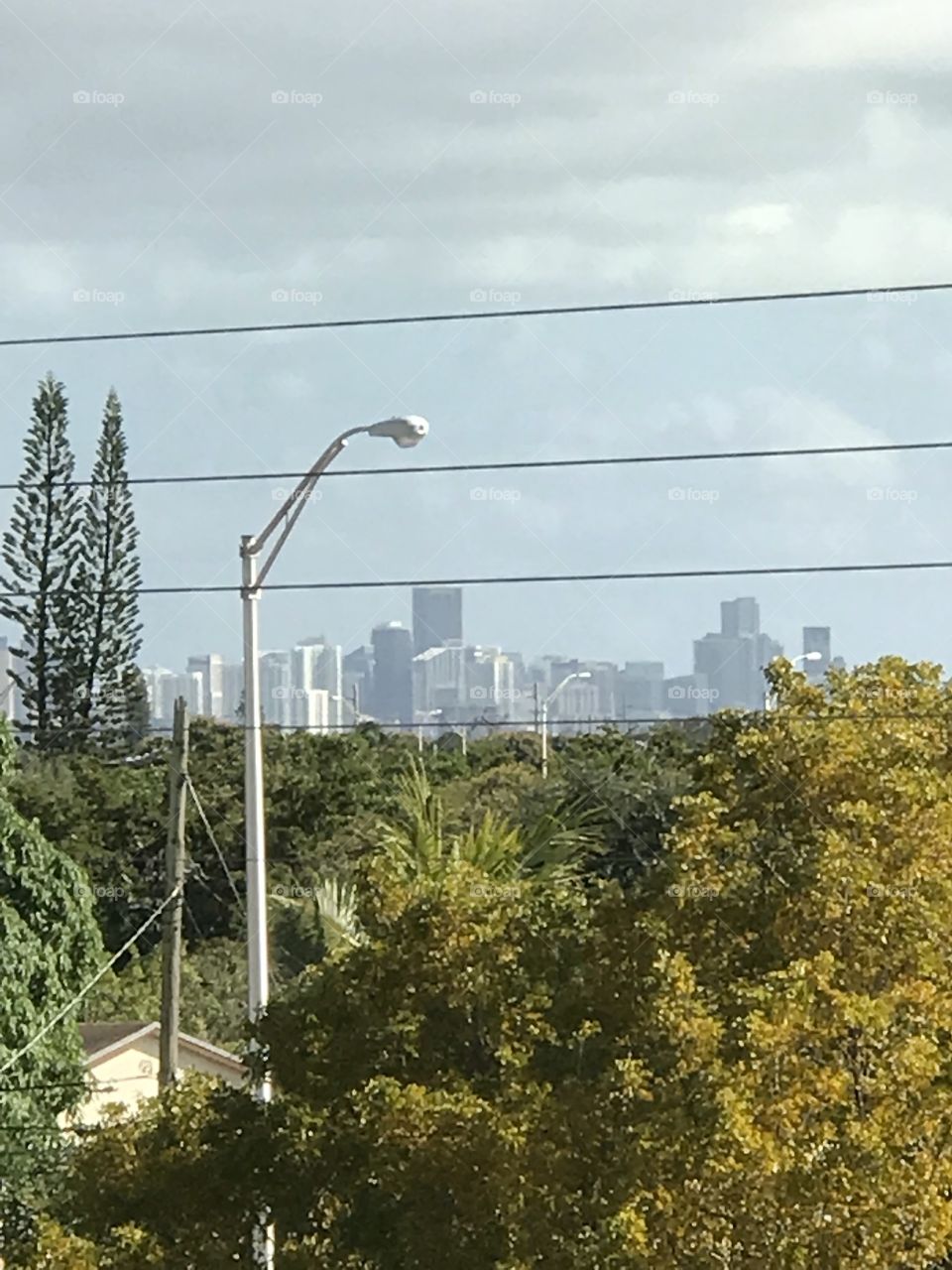 Miami city view downtown 