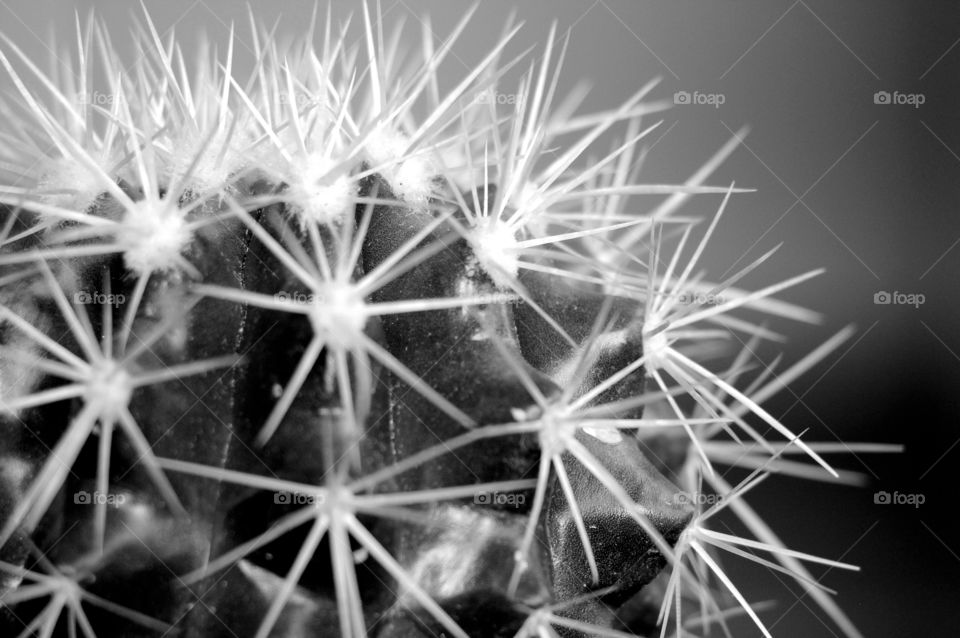 Cactus, close up, detail in B&W