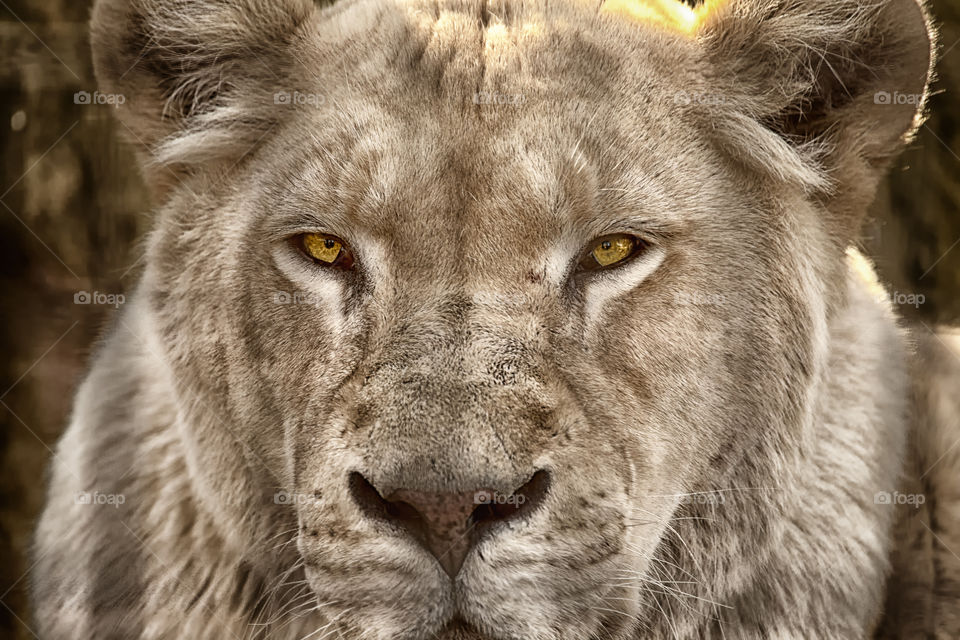Portrait of a lioness 