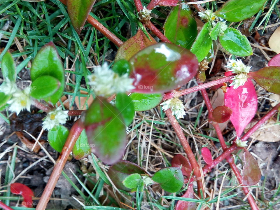 Leaf, Nature, Flora, Season, Closeup