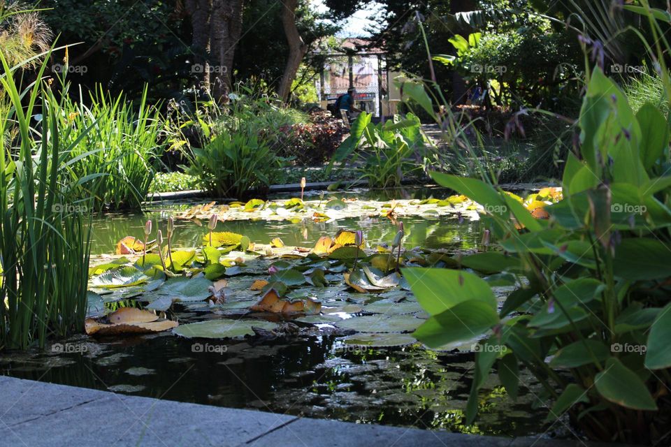 urban natura water botanic