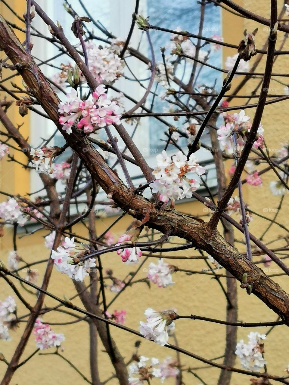 Tree with pink flowers