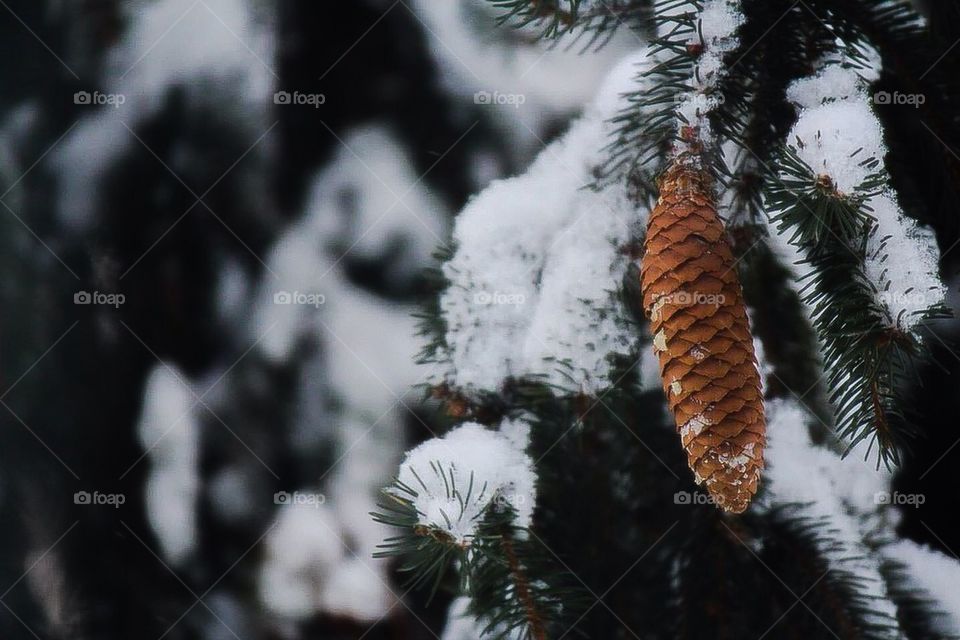 Snow pine