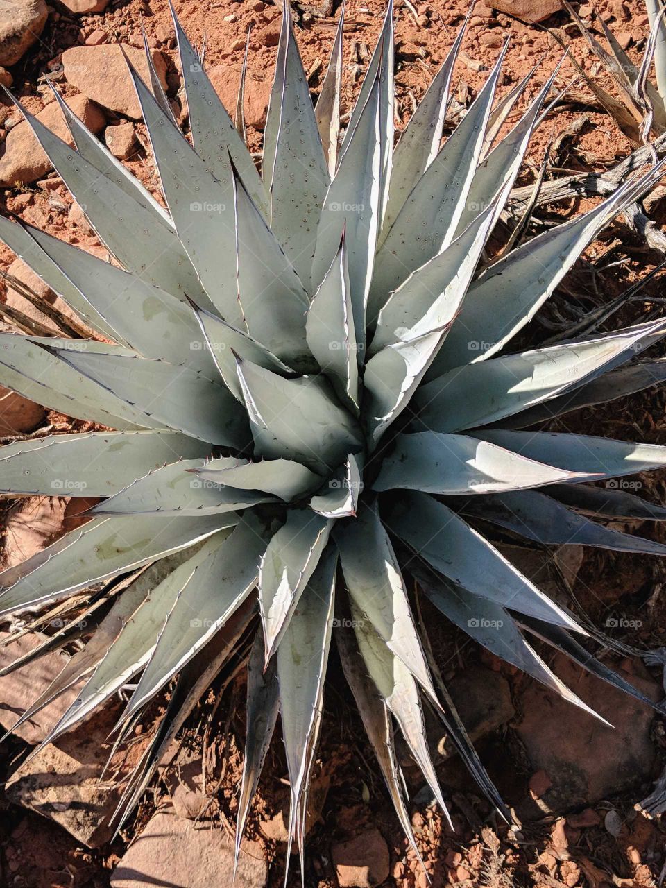 cactus while hiking in Arizona