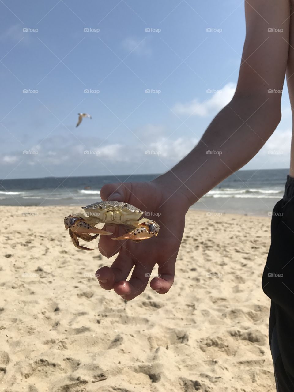 Cute crab at the New Jersey Shore