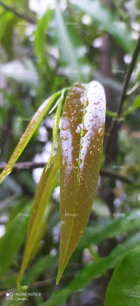 How to describe this beautiful blend of copper and lime green adorned with raindrops and sun shine?
