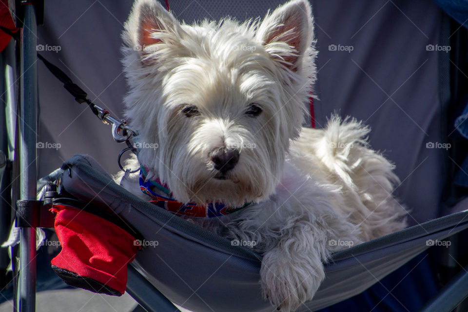White terrier