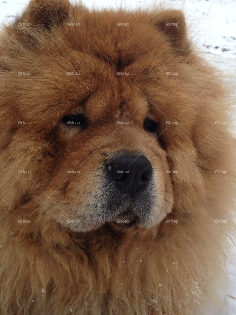 Close-up of a cute dog