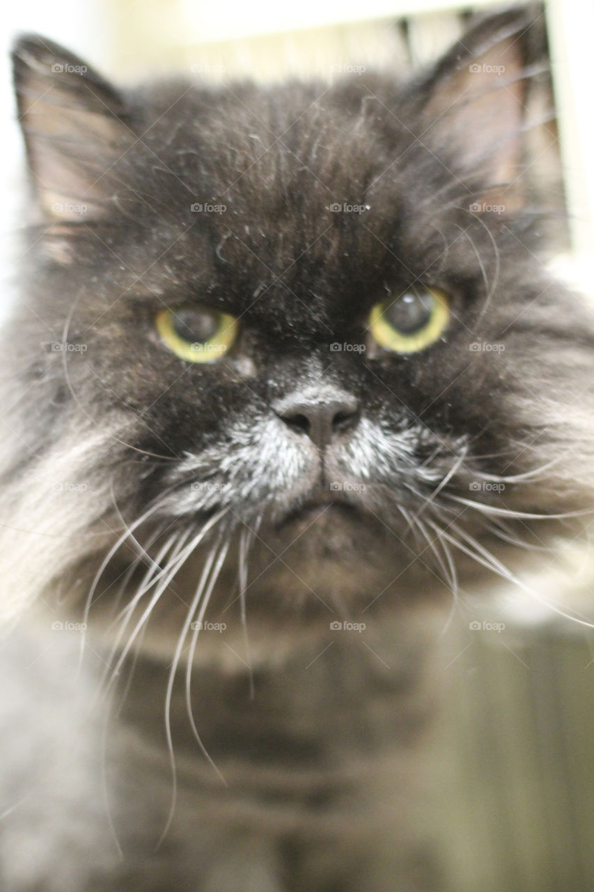 For part of his life his name was Coal, but to most he was known as Derek, a majestic Persian cat.