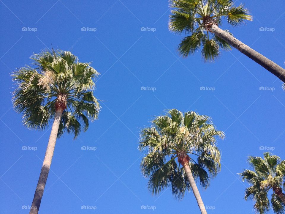 Palm trees. Palm trees blue sky