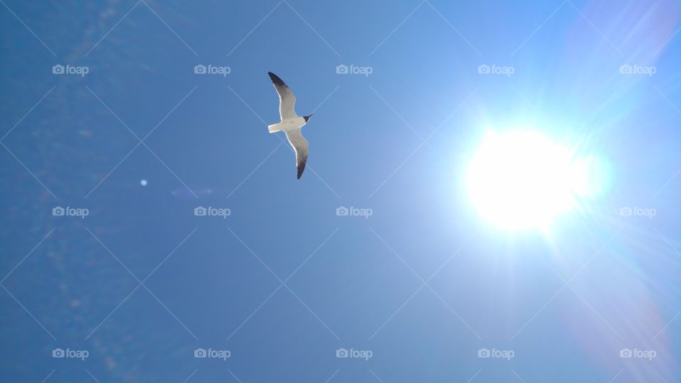 A sea gull flying with sunshine and a clear blue sky