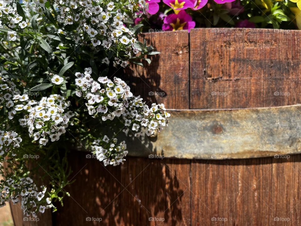 Blossoming flowers in a wooden barrel. 