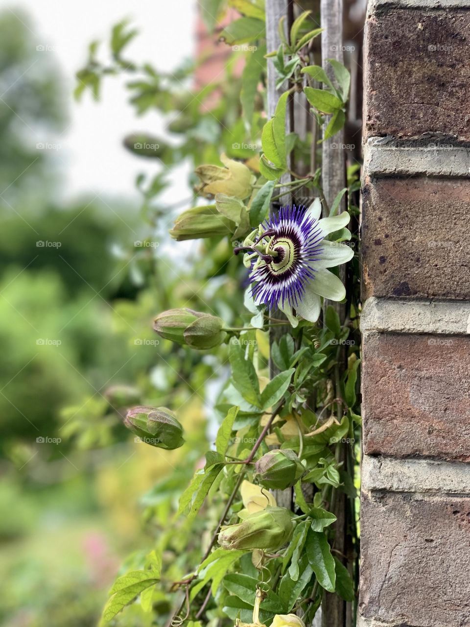 Passionflower climbing up a wall