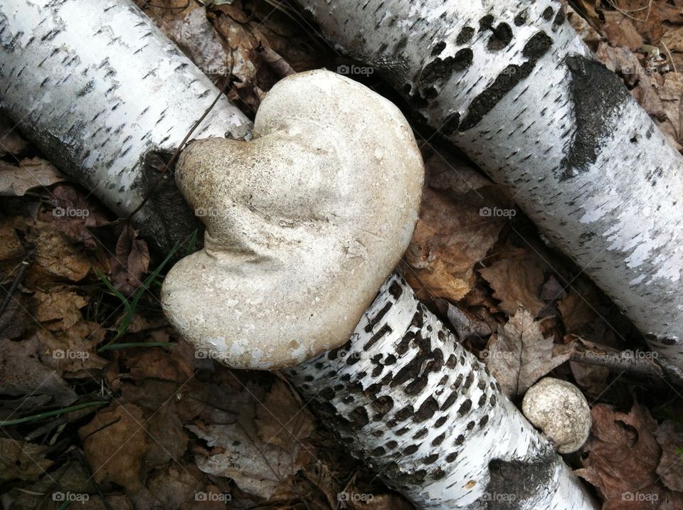 Mushroom growing on tree in leaves
