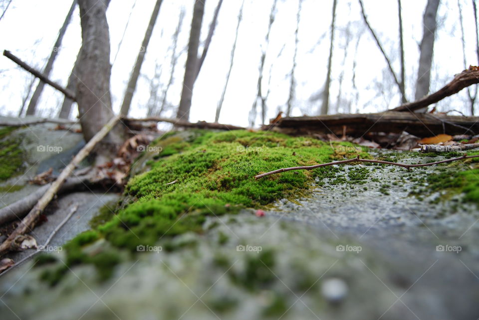 Wood, Nature, Water, Tree, Landscape