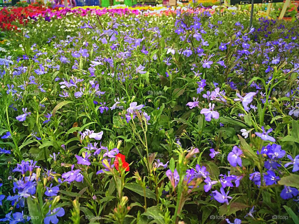 Purple Lobelia 