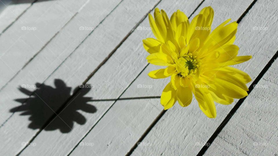 Yellow flower and its shadow