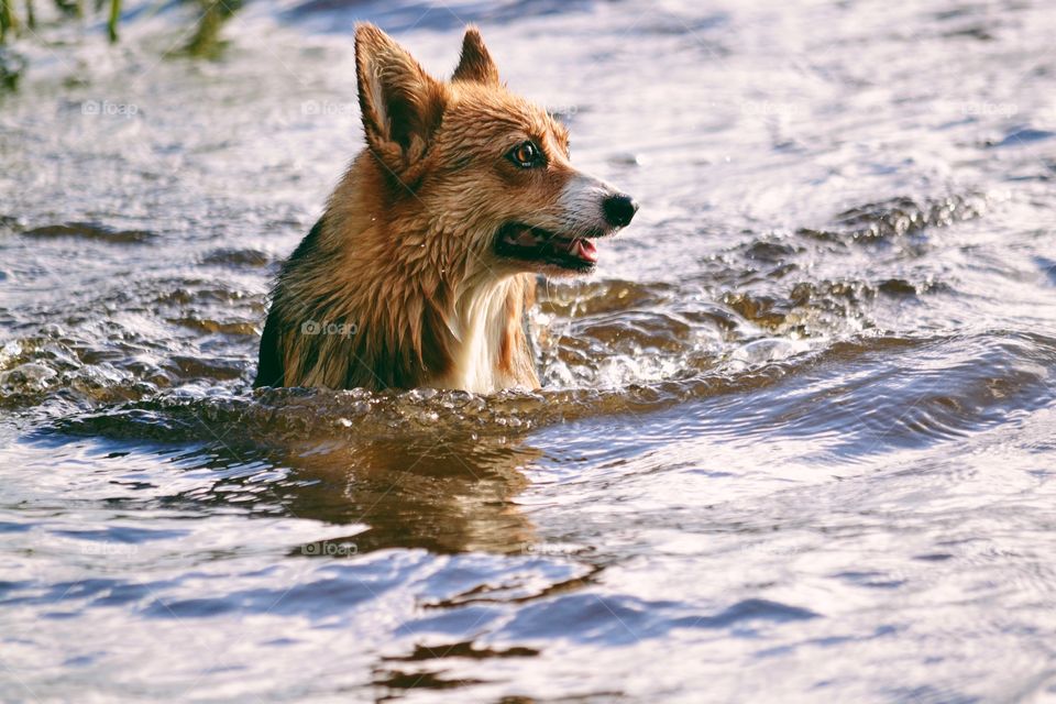 Corgi swimming in the lake