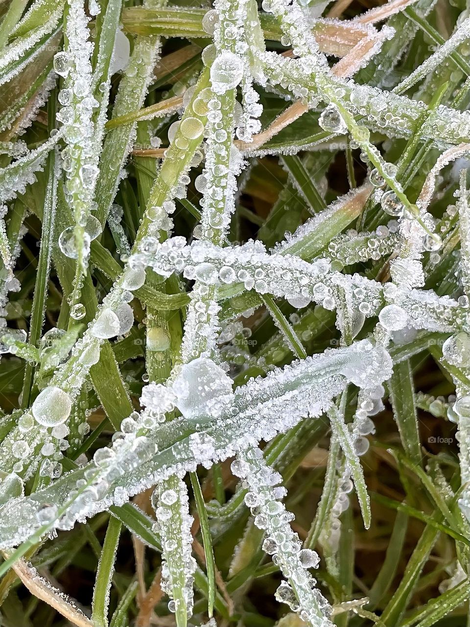Frozen Dewdrops