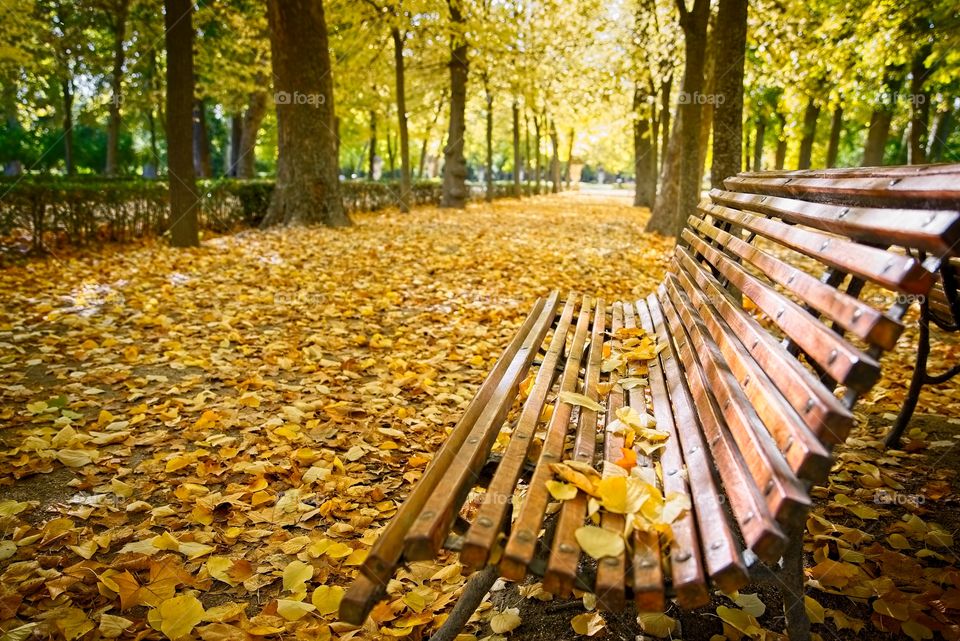 Fallen leaves on a bench 