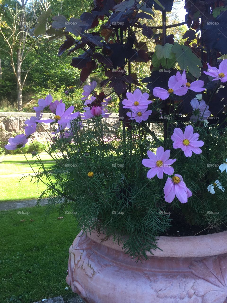 Purple flowers