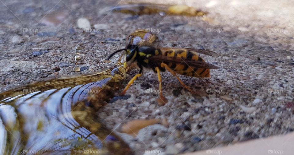 Wasp eating Honey