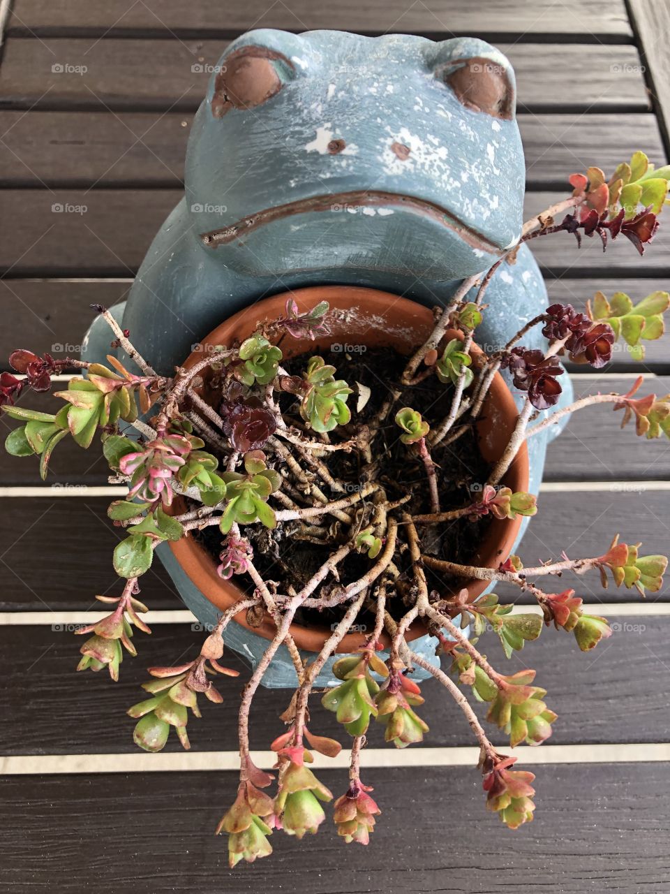 Rustic Frog pot with plant