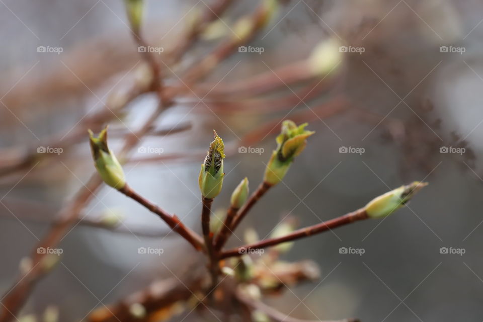 Tree sprouting on early spring 