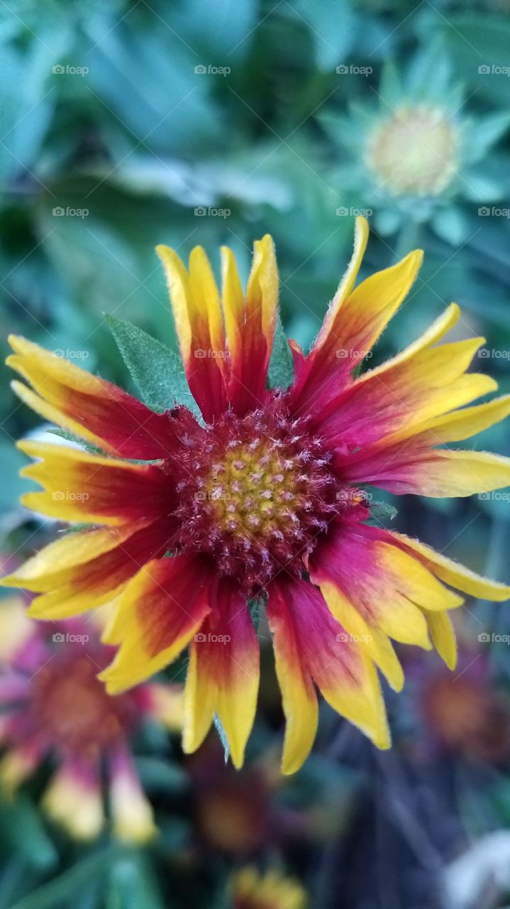 last flowers of the season