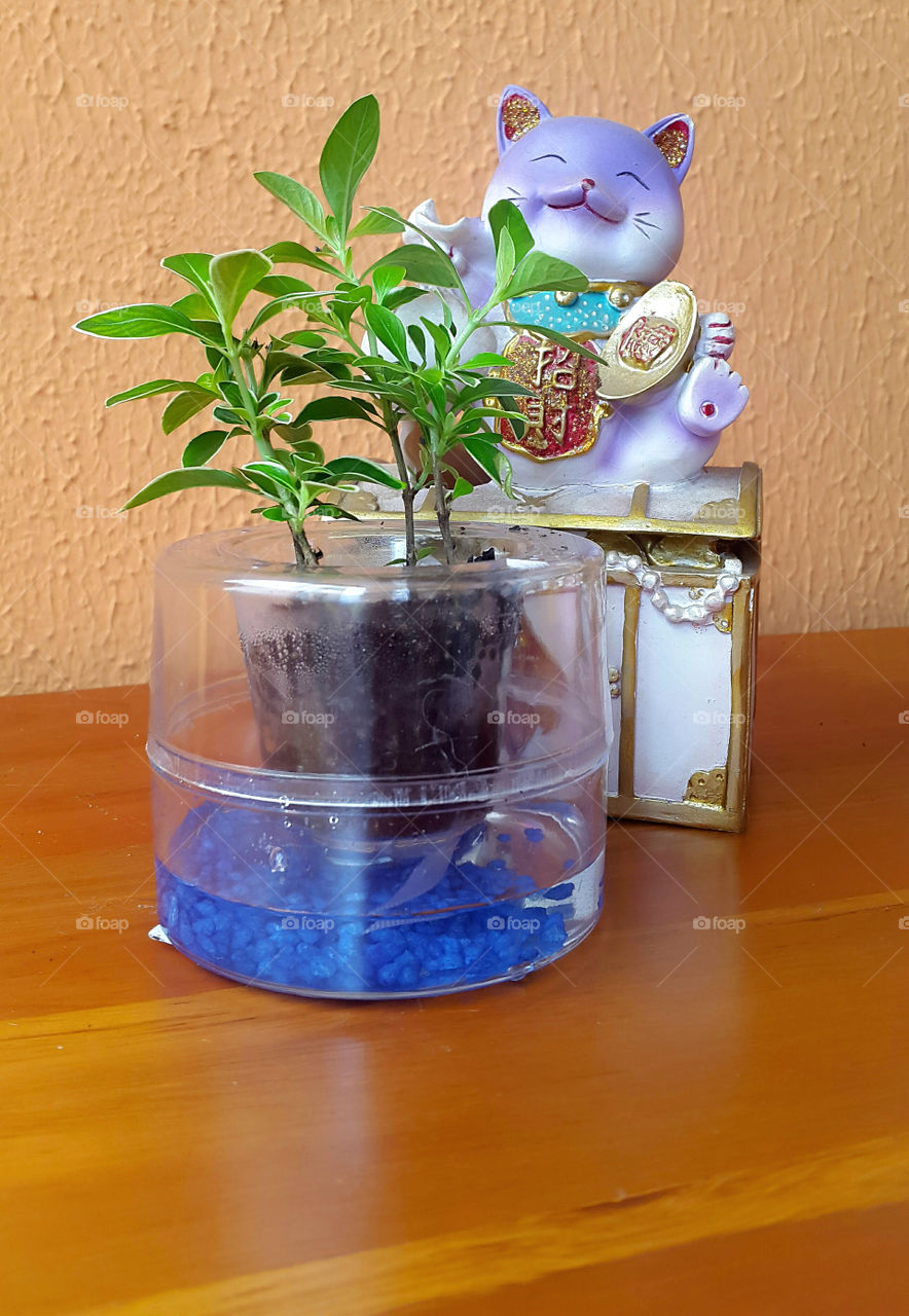 hidro pot and fortun cat