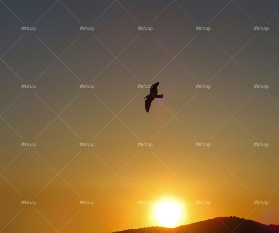 morning sunrise with flying seagull