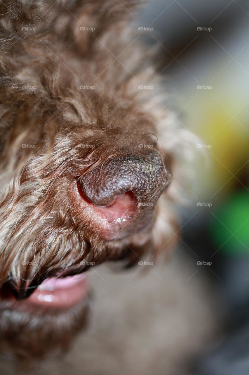 Lagotto Romagnolo truffle buddie close up background