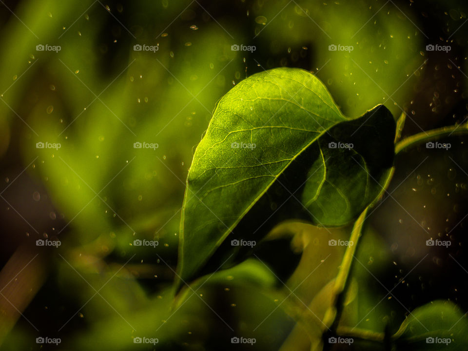 Green leaf in the spring rain