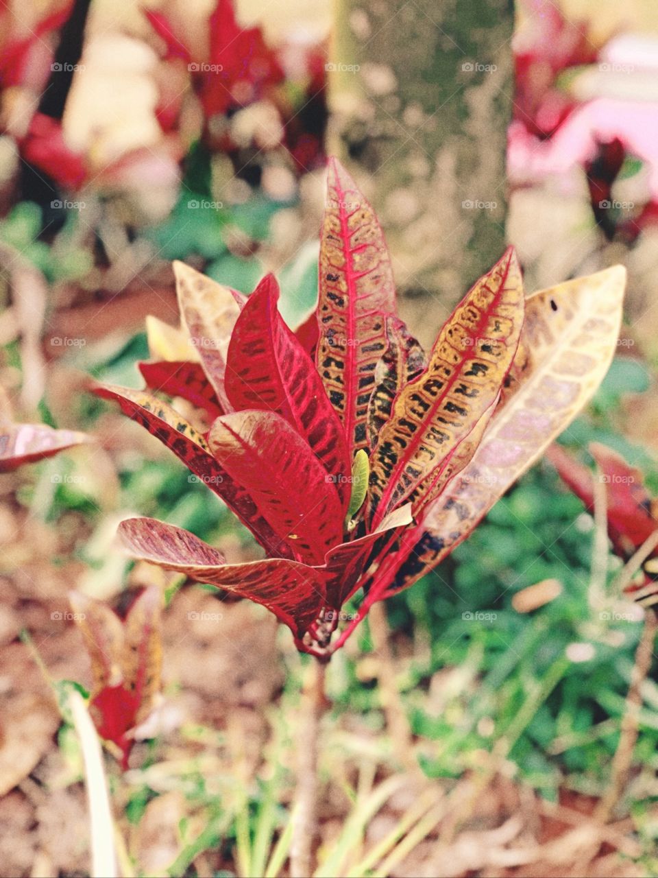 Leaf, Nature, Fall, Flora, No Person