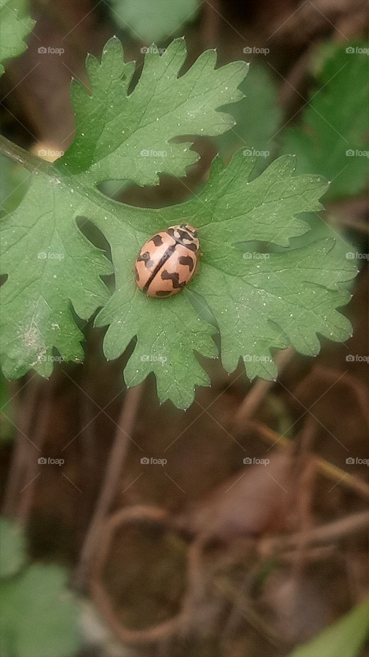 beautiful lady bug