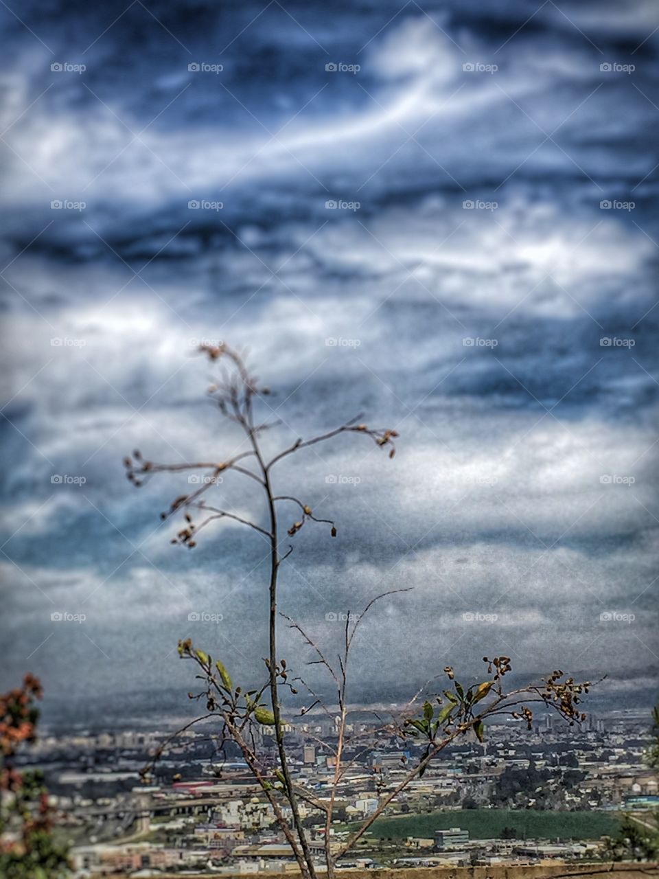 Tree branch on sky background and beautiful landscape
