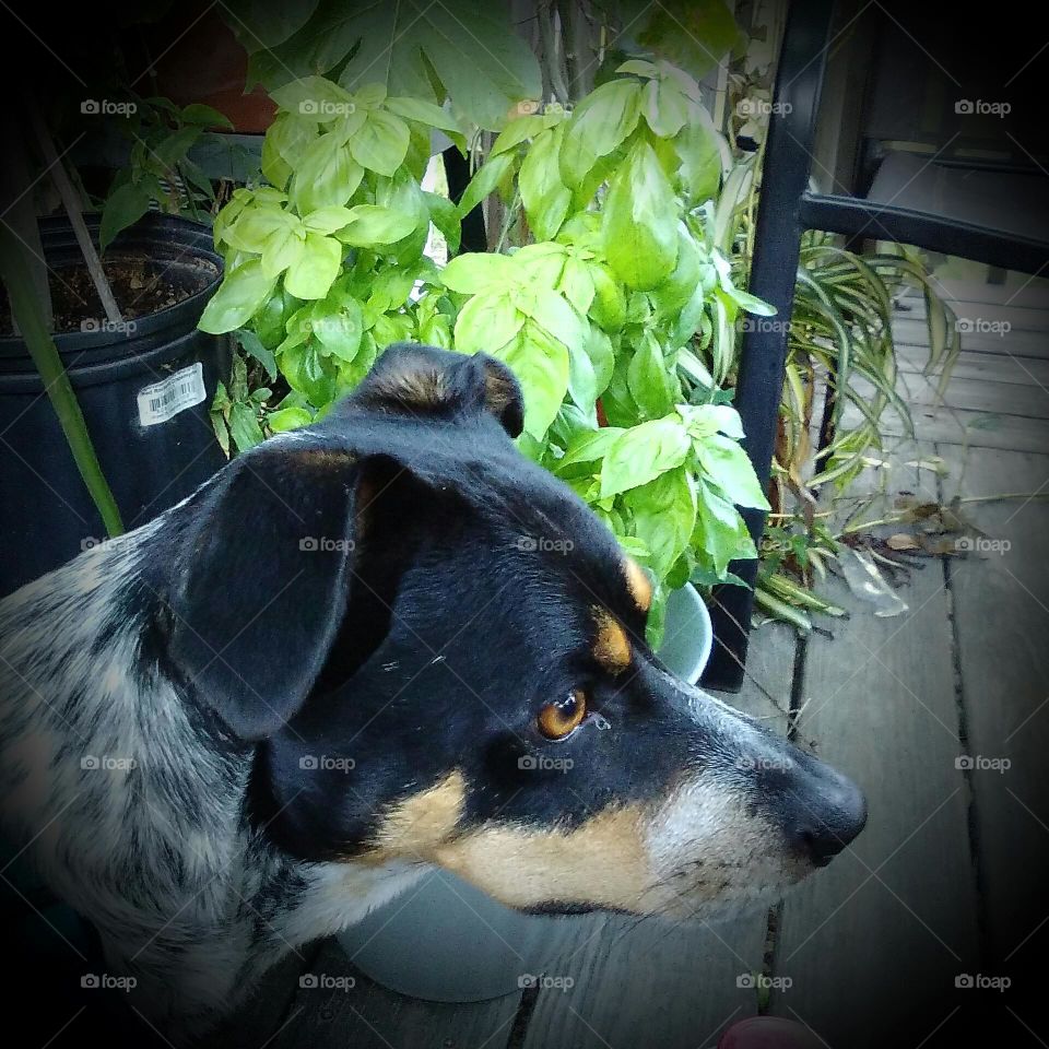 Crimson - Dog Staring