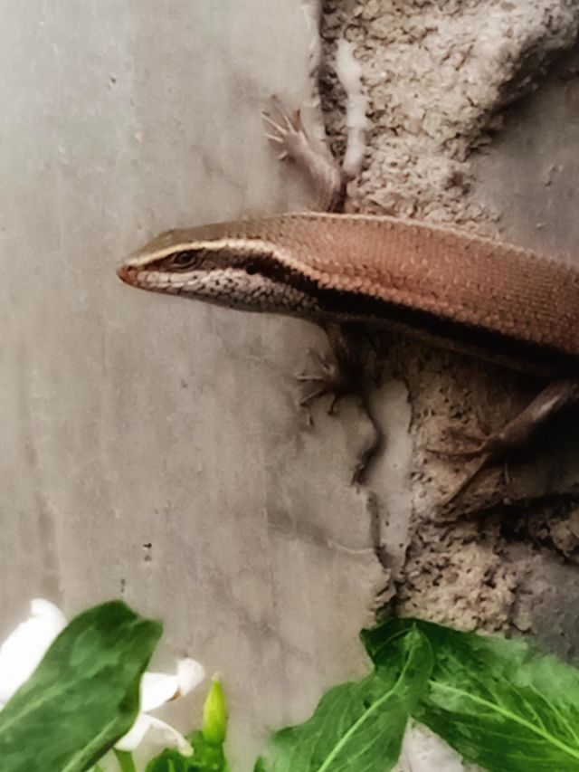Cute Lizard