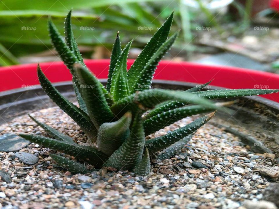Haworthia succulent