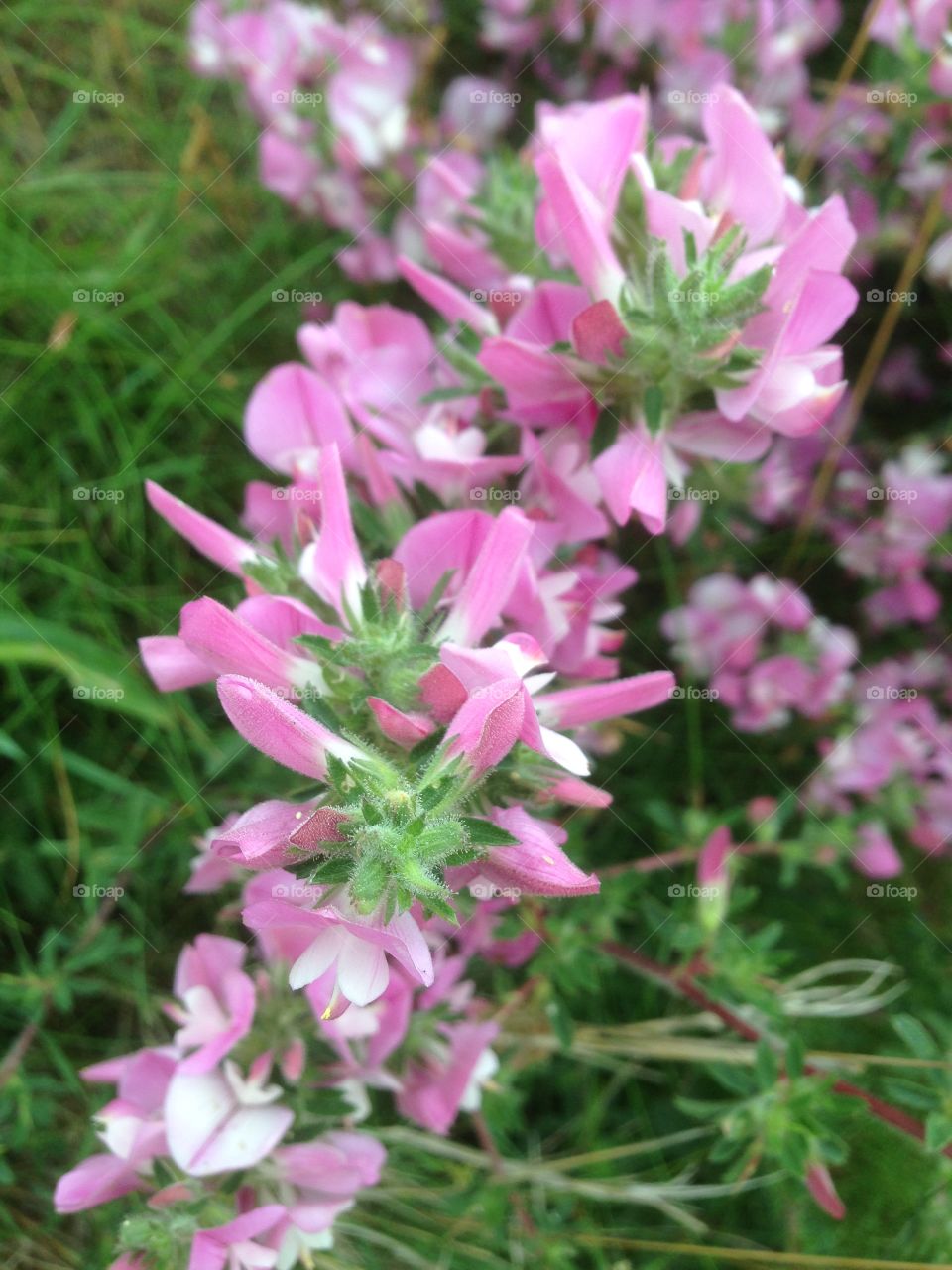 Cliff plant