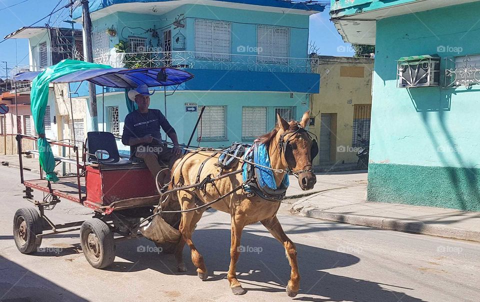 Cuban cowboy